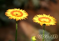 Bấm vào hình để xem slide Show