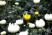 Bấm vào hình để xem slide Show