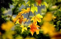 Bấm vào hình để xem slide Show