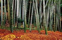 Bấm vào hình để xem slide Show