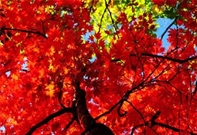 Bấm vào hình để xem slide Show