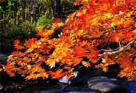 Bấm vào hình để xem slide Show