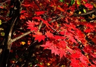 Bấm vào hình để xem slide Show