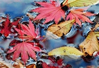 Bấm vào hình để xem slide Show