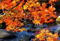 Bấm vào hình để xem slide Show