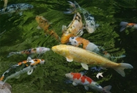 Bấm vào hình để xem slide Show