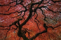 Bấm vào hình để xem slide Show