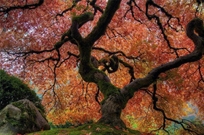 Bấm vào hình để xem slide Show