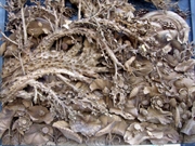 Bấm vào hình để xem slide Show