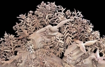 Bấm vào hình để xem slide Show