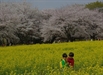 Mùa xuân thần tiên nơi xứ sở hoa anh đào