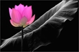 Yết ma yếu chỉ.