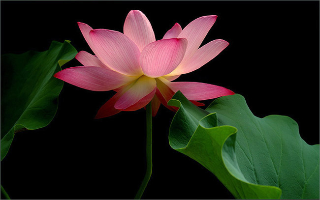 RedLotus