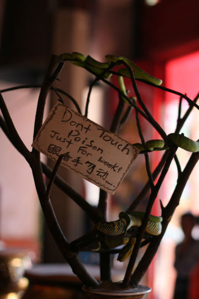 Ngôi đền toàn rắn độc kỳ
lạ ở 
Malaysia