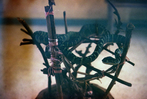 Ngôi đền toàn rắn độc kỳ lạ ở 
Malaysia