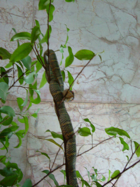 Ngôi đền toàn rắn độc kỳ
lạ ở 
Malaysia