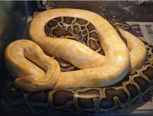 Ngôi đền toàn rắn độc kỳ lạ ở 
Malaysia